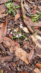 Pseuderanthemum variabile