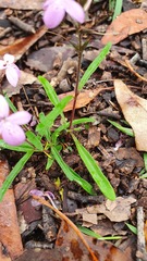 Pseuderanthemum variabile