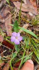 Brunoniella