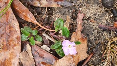Brunoniella