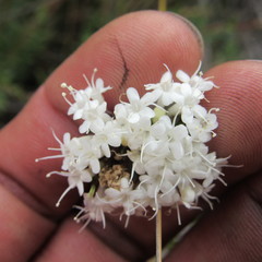 Valeriana triphylla
