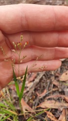 Poaceae