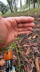 Poaceae