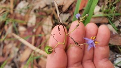 Dianella