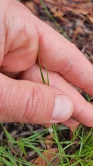 Eragrostis