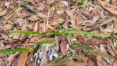 Dianella