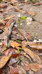 Cyanthillium cinereum