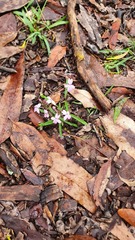 Pseuderanthemum variabile
