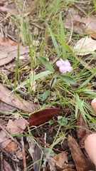 Brunoniella
