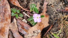 Brunoniella
