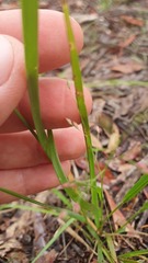 Poaceae
