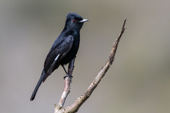 Knipolegus nigerrimus