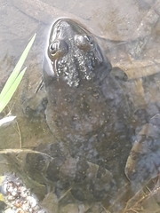 Lithobates montezumae
