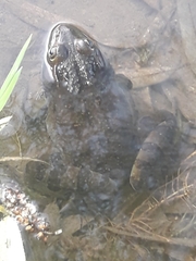 Lithobates montezumae