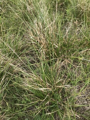 Cyperus entrerianus