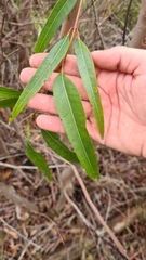 Eucalyptus curtisii