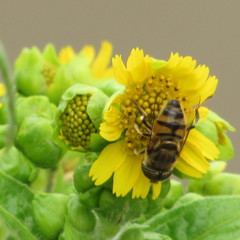 Eristalinus taeniops