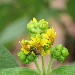 Eristalinus taeniops