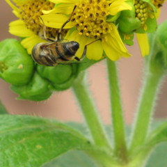 Eristalinus taeniops