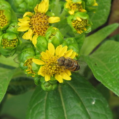 Eristalinus taeniops