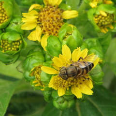 Eristalinus taeniops