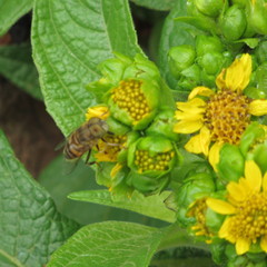 Eristalinus taeniops