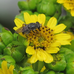 Asemosyrphus mexicanus