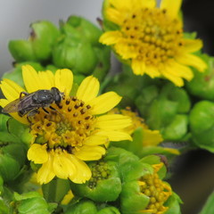 Asemosyrphus mexicanus