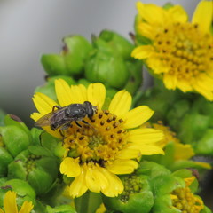 Asemosyrphus mexicanus