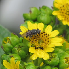Asemosyrphus mexicanus