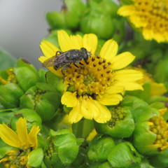 Asemosyrphus mexicanus