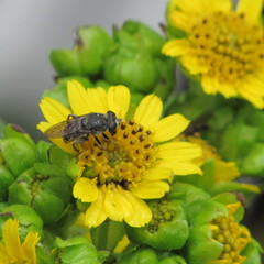Asemosyrphus mexicanus