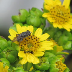 Asemosyrphus mexicanus