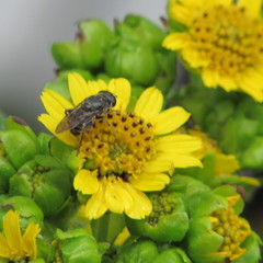 Asemosyrphus mexicanus