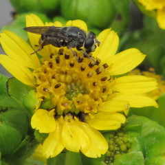 Asemosyrphus mexicanus