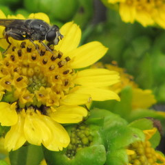 Asemosyrphus mexicanus