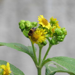 Diptera