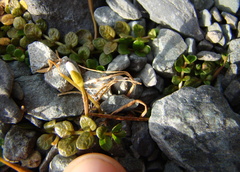 Epilobium komarovianum
