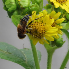 Eristalinae