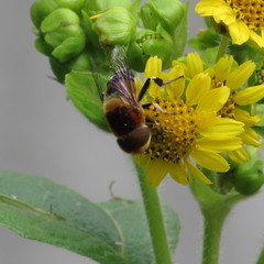 Eristalinae