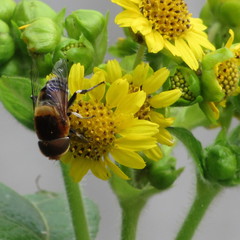 Eristalinae