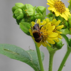 Eristalinae