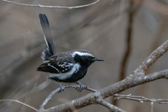 Formicivora melanogaster