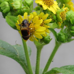 Eristalinae