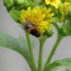 Eristalinae