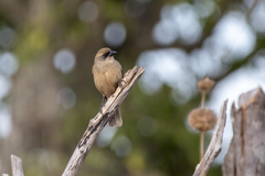 Agelaioides fringillarius