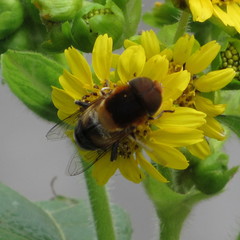 Eristalinae