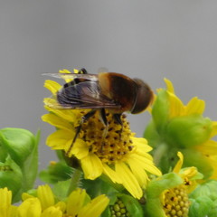 Eristalinae