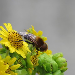 Diptera