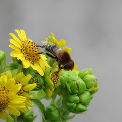 Diptera